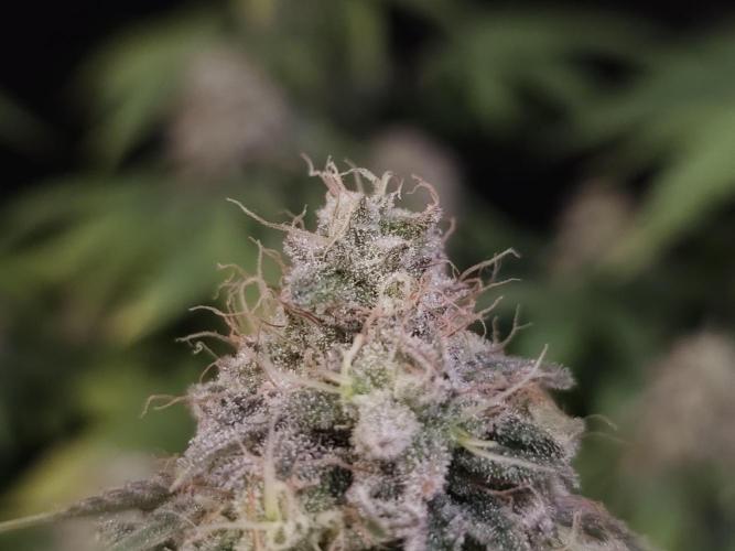 Skunk. Week 16