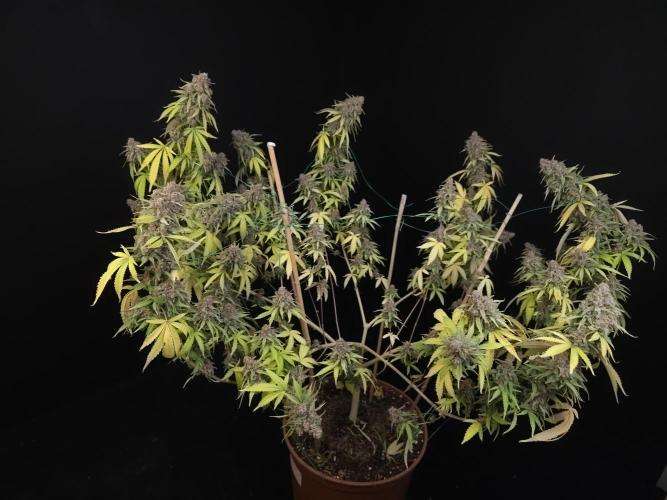 Zkittlez. Week 16