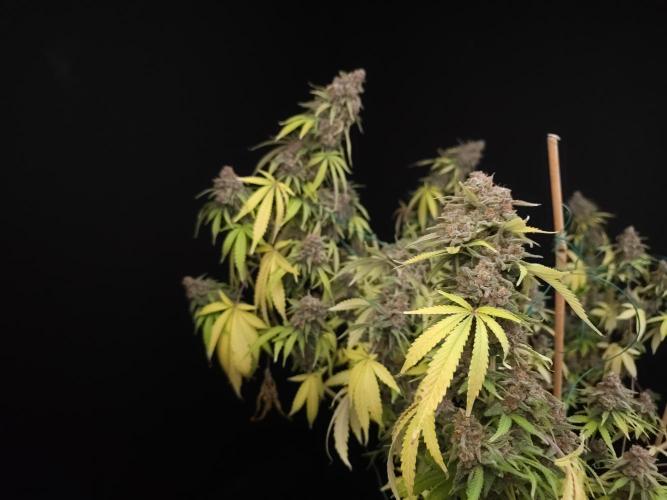 Zkittlez. Week 16