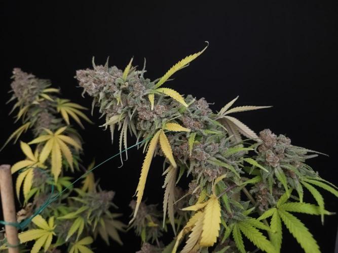 Zkittlez. Week 16