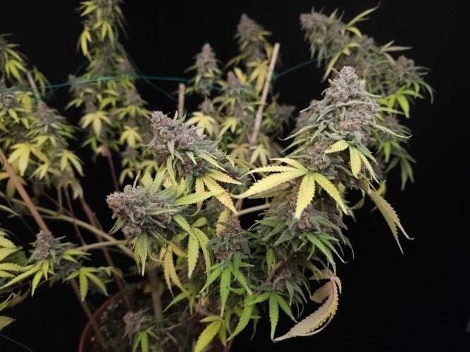 Zkittlez. Week 16