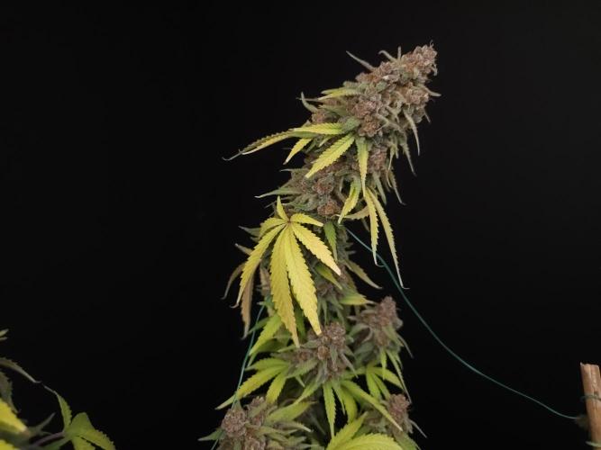 Zkittlez. Week 16