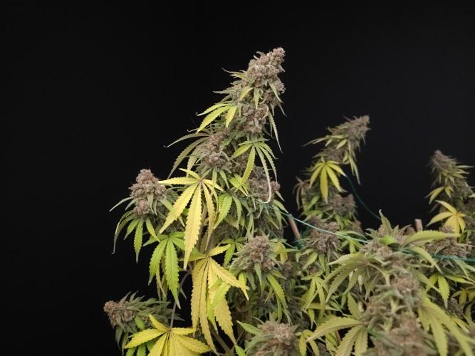 Zkittlez. Week 16