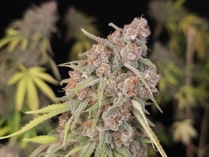 Zkittlez. Week 16