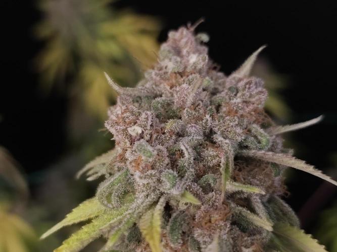 Zkittlez. Week 16