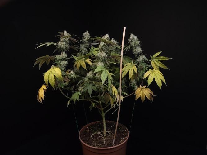 Girl Scoute Cookies. Week 16