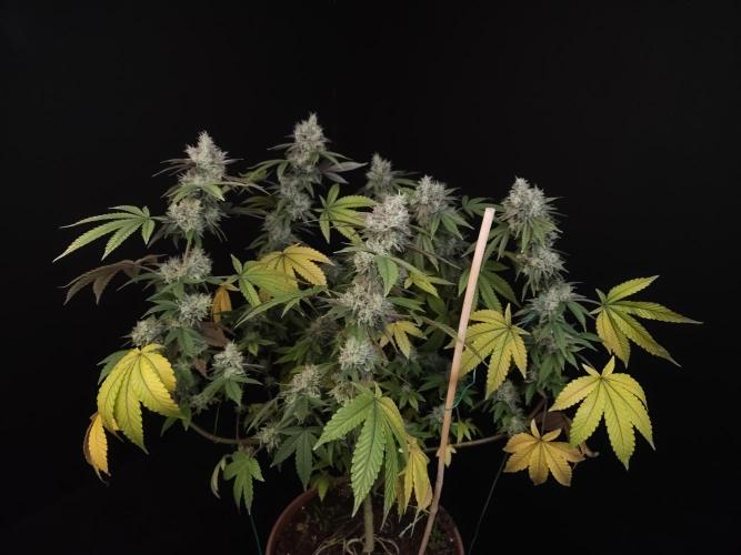 Girl Scoute Cookies. Week 16