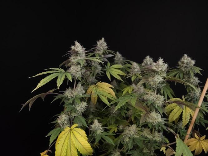 Girl Scoute Cookies. Week 16