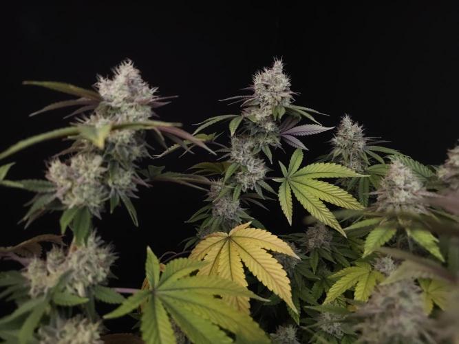 Girl Scoute Cookies. Week 16