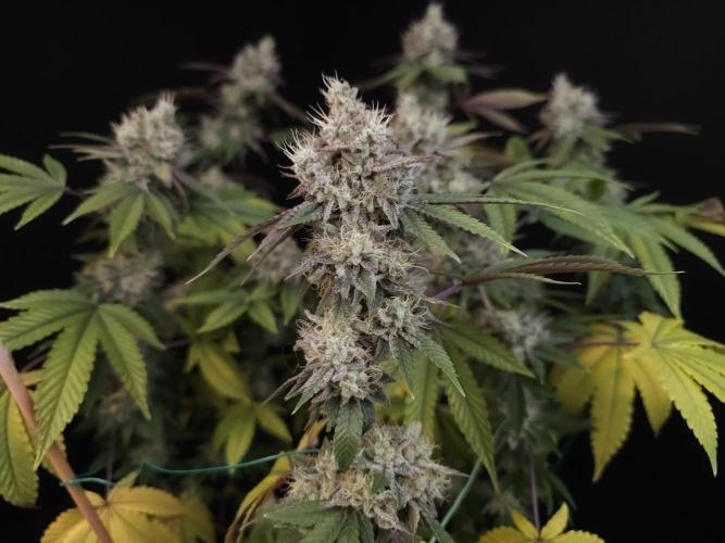 Girl Scoute Cookies. Week 16