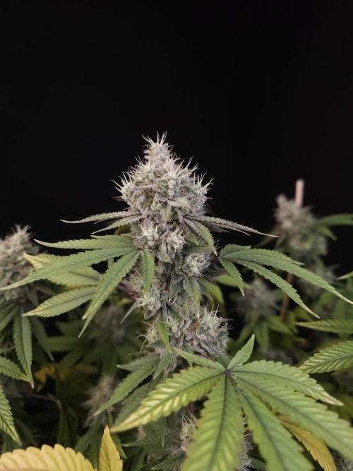 Girl Scoute Cookies. Week 16