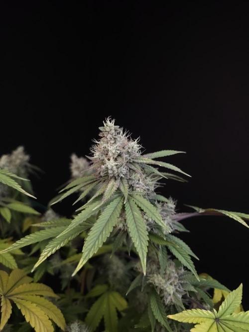 Girl Scoute Cookies. Week 16