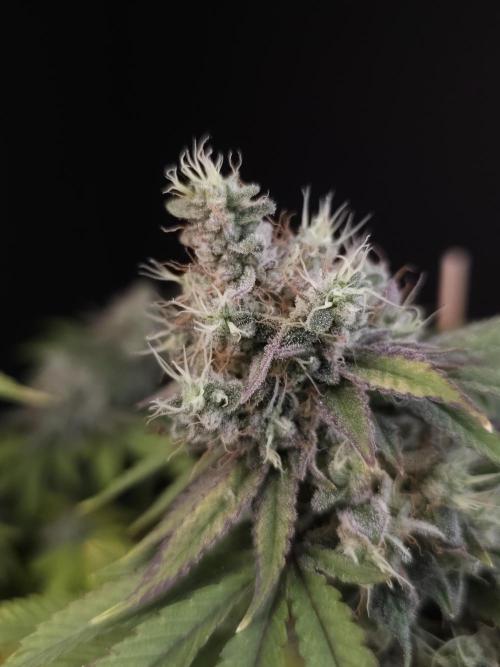 Girl Scoute Cookies. Week 16