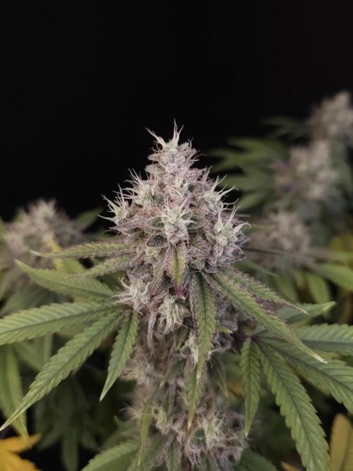 Girl Scoute Cookies. Week 16