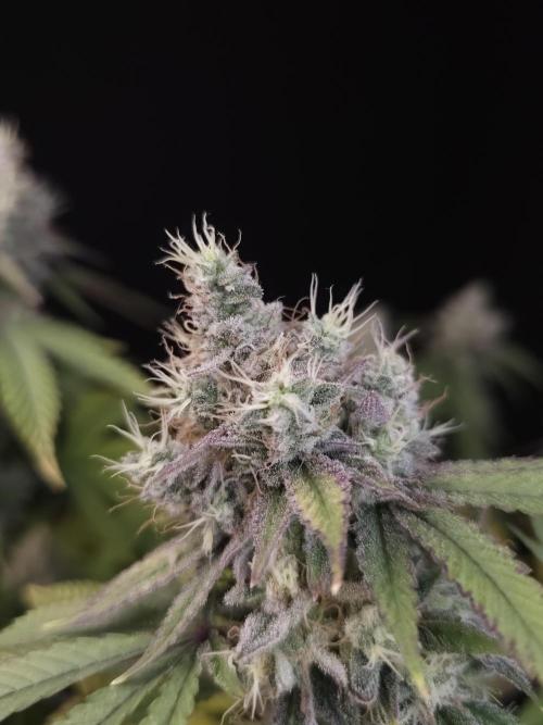 Girls Scout Cookies. Week 16