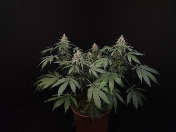 White Widow. Week 16