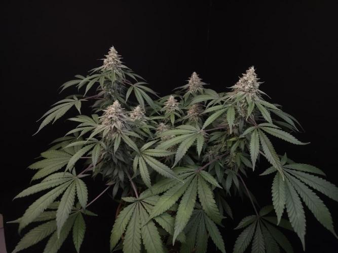 White Widow. Week 16