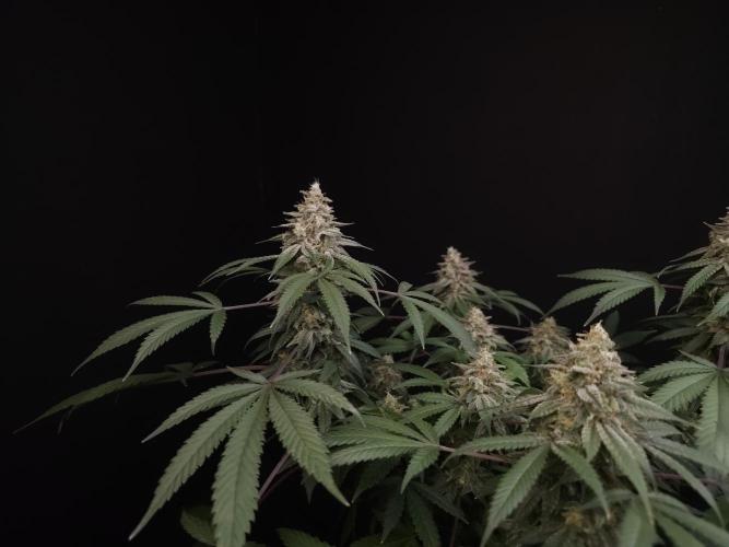 White Widow. Week 16