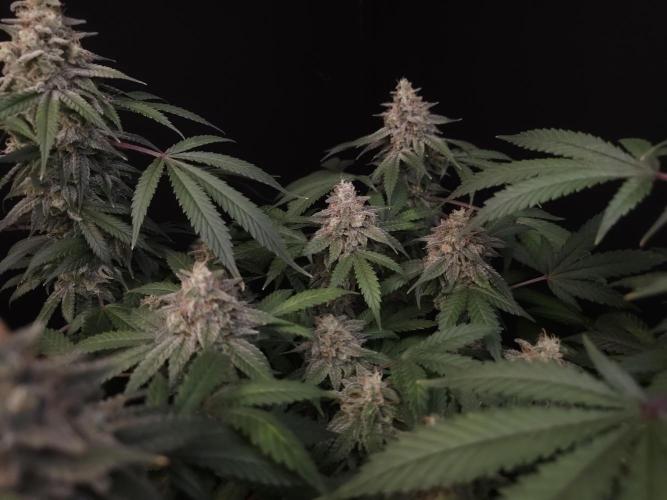 White Widow. Week 16