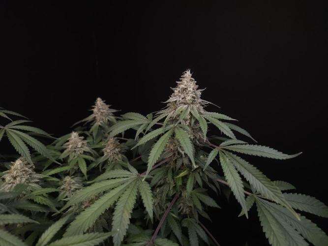White Widow. Week 16