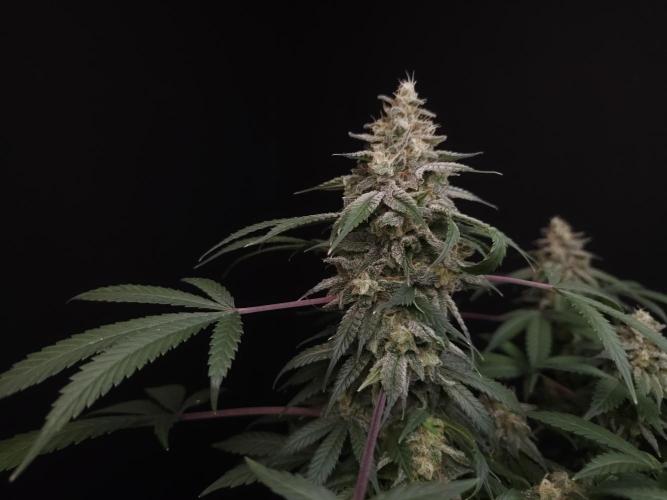 White Widow. Week 16