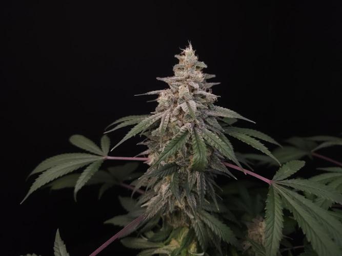 White Widow. Week 16