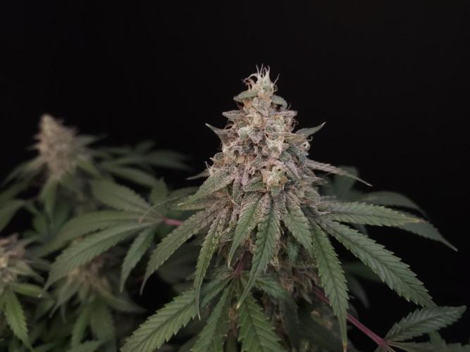 White Widow. Week 16