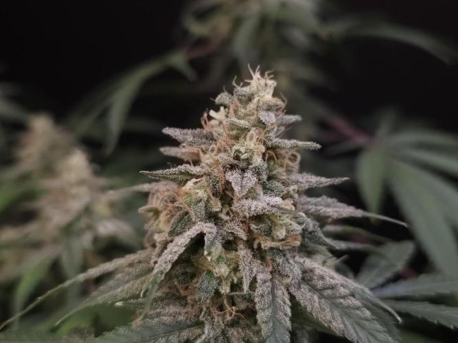 White Widow. Week 16