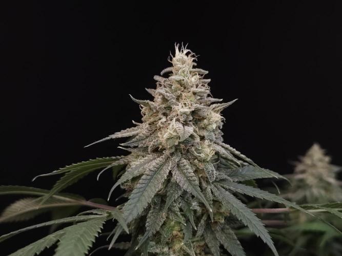 White Widow. Week 16
