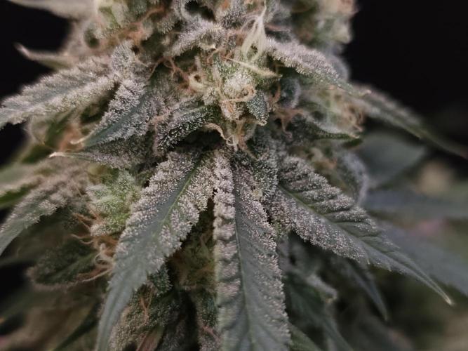 White Widow. Week 16