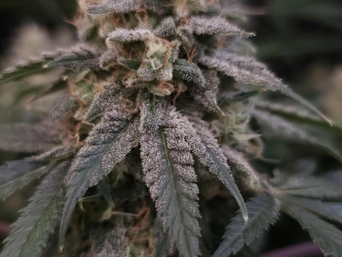 White Widow. Week 16