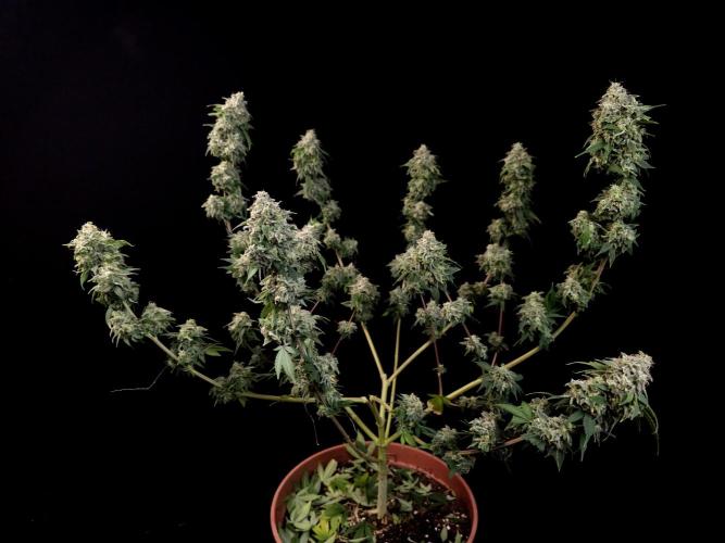Sweet & Sour. Week 17