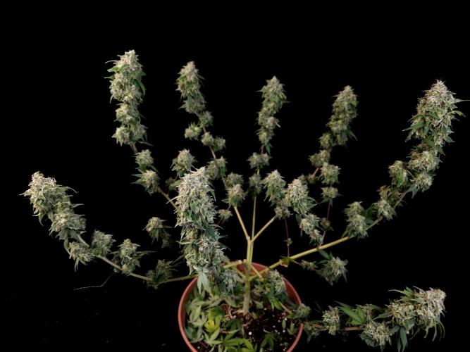 Sweet & Sour. Week 17