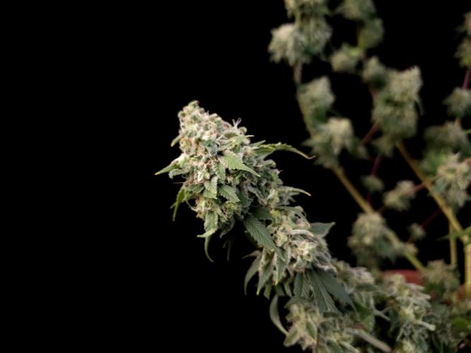 Sweet & Sour. Week 17