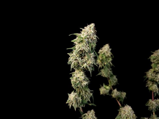 Sweet & Sour. Week 17