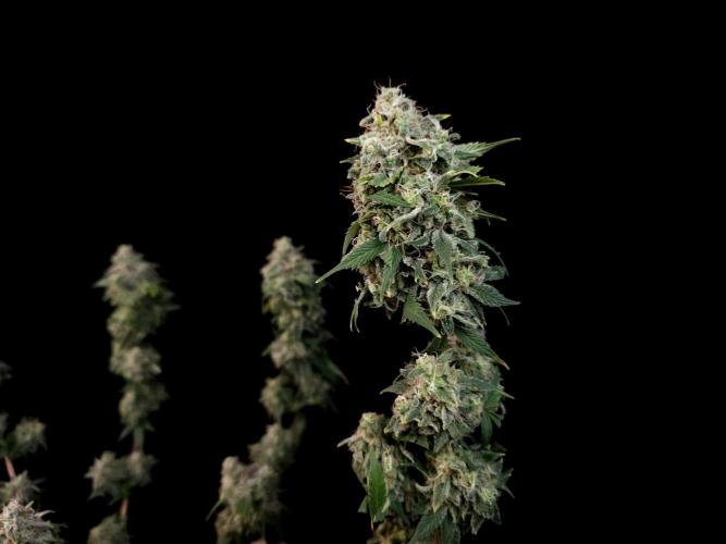Sweet & Sour. Week 17