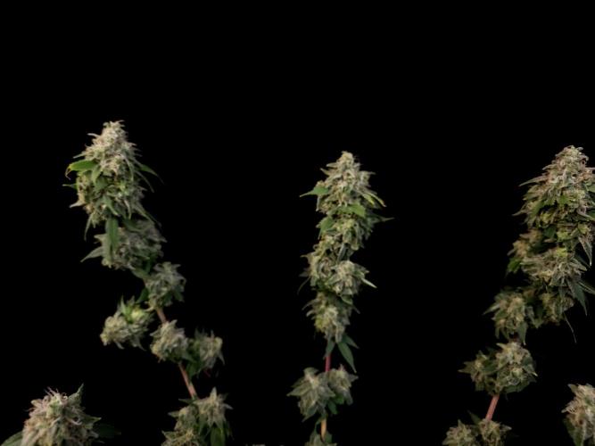 Sweet n Sour Indoor. Week 17
