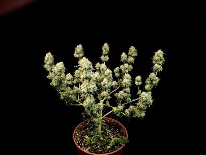 Snow White. Week 17