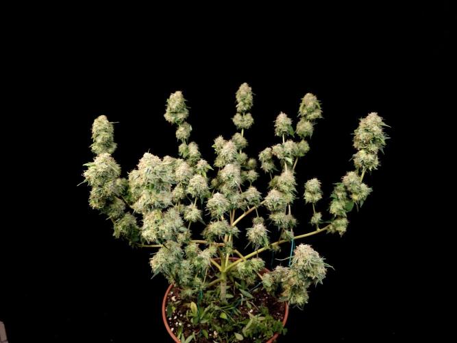 Snow White. Week 17