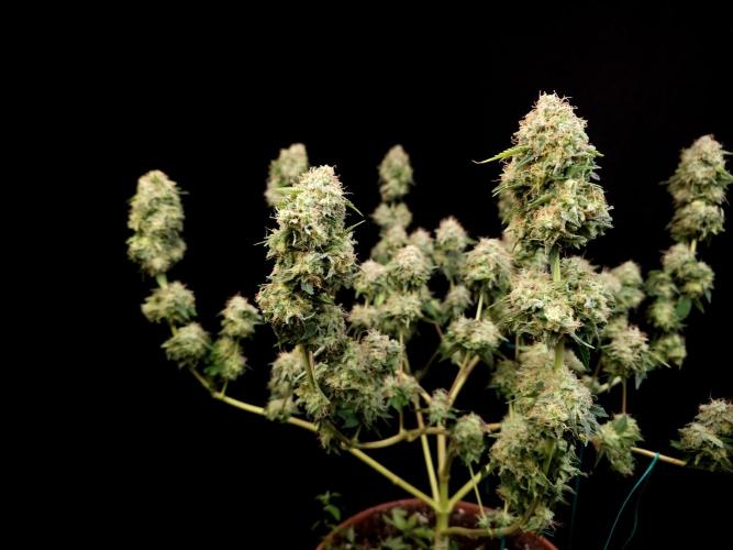 Snow White. Week 17