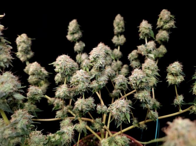 Snow White. Week 17