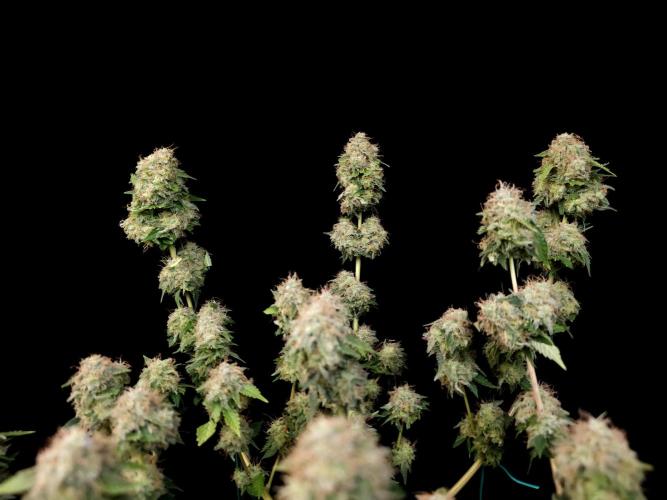 Snow White. Week 17
