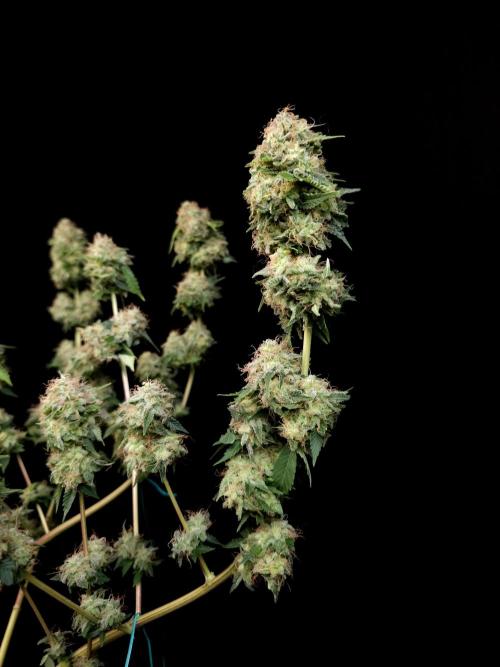 Snow White. Week 17
