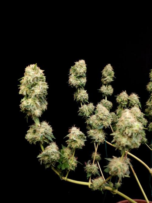 Snow White. Week 17