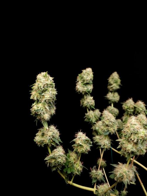 Snow White. Week 17