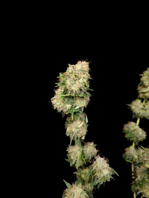 Snow White. Week 17
