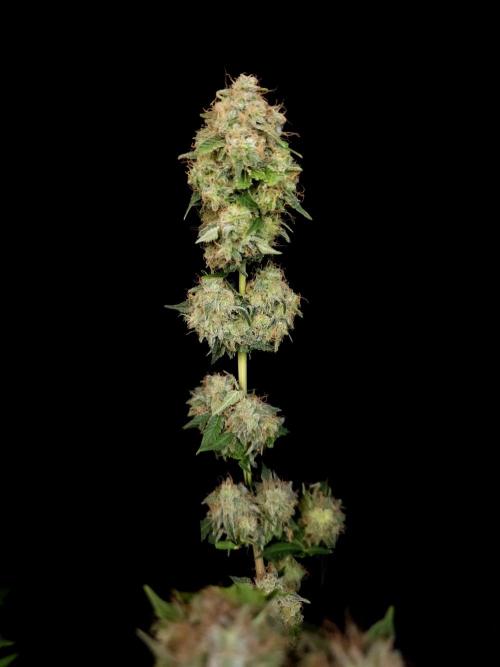 Snow White. Week 17