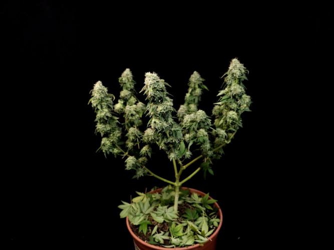 Skunk. Week 17