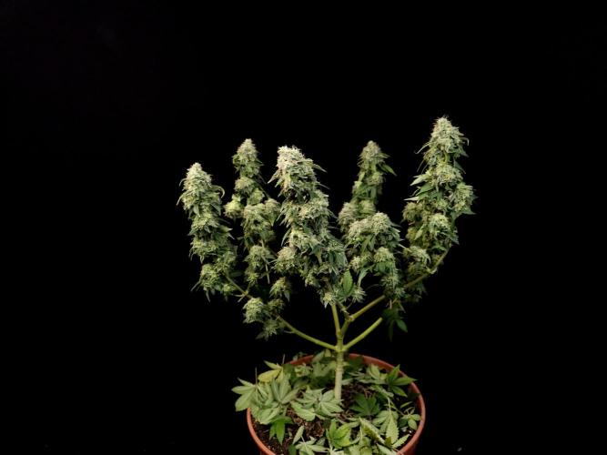 Skunk. Week 17