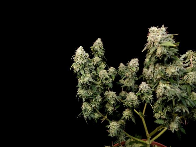 Skunk. Week 17